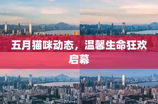 五月貓咪動態，溫馨生命狂歡啟幕