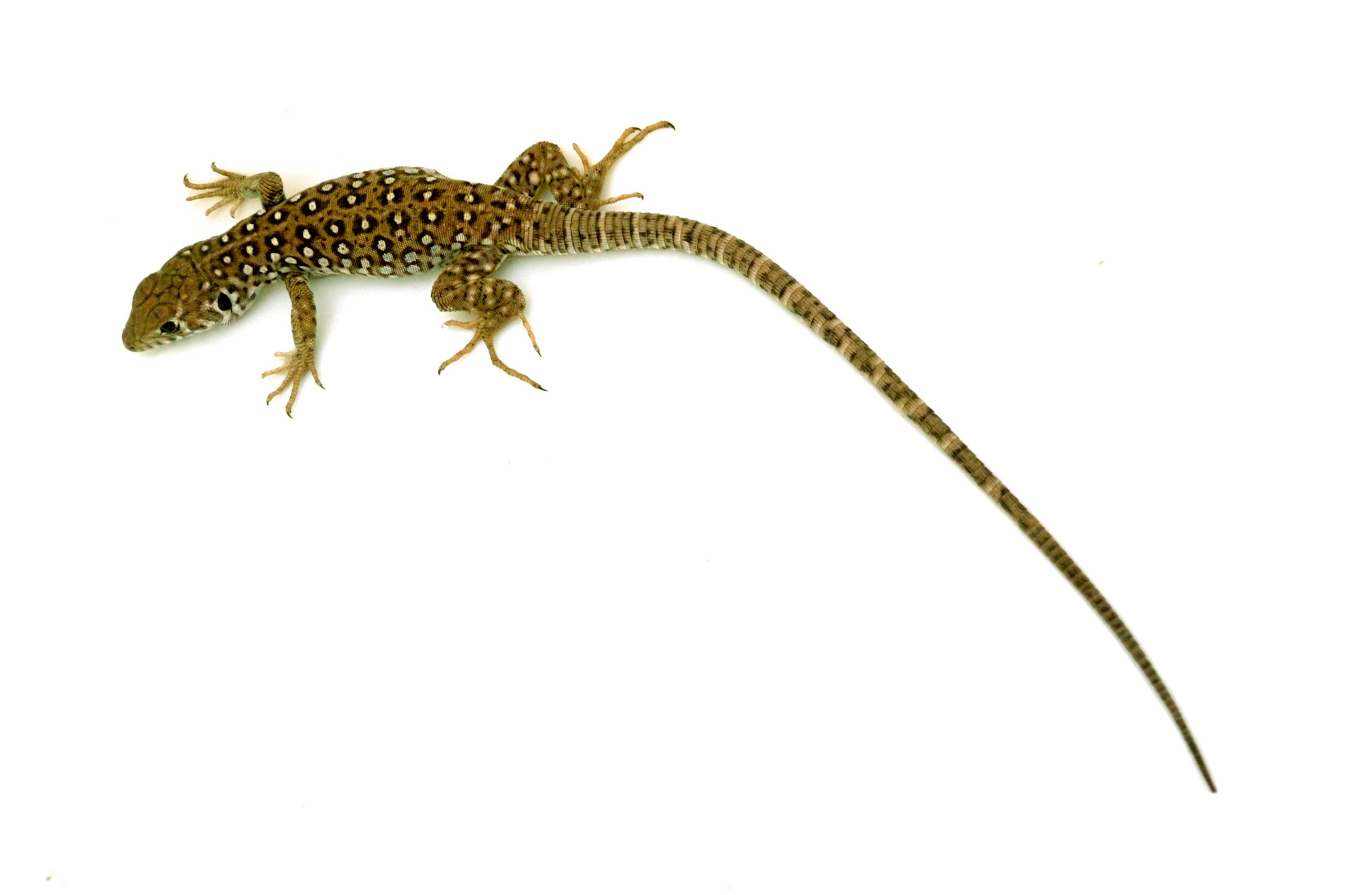 魔域，奇幻虛擬世界探索之旅