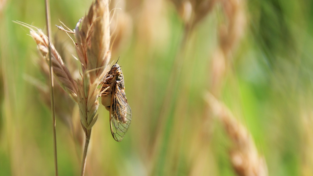 立秋,季節(jié)轉(zhuǎn)折與文化韻味交織的時刻