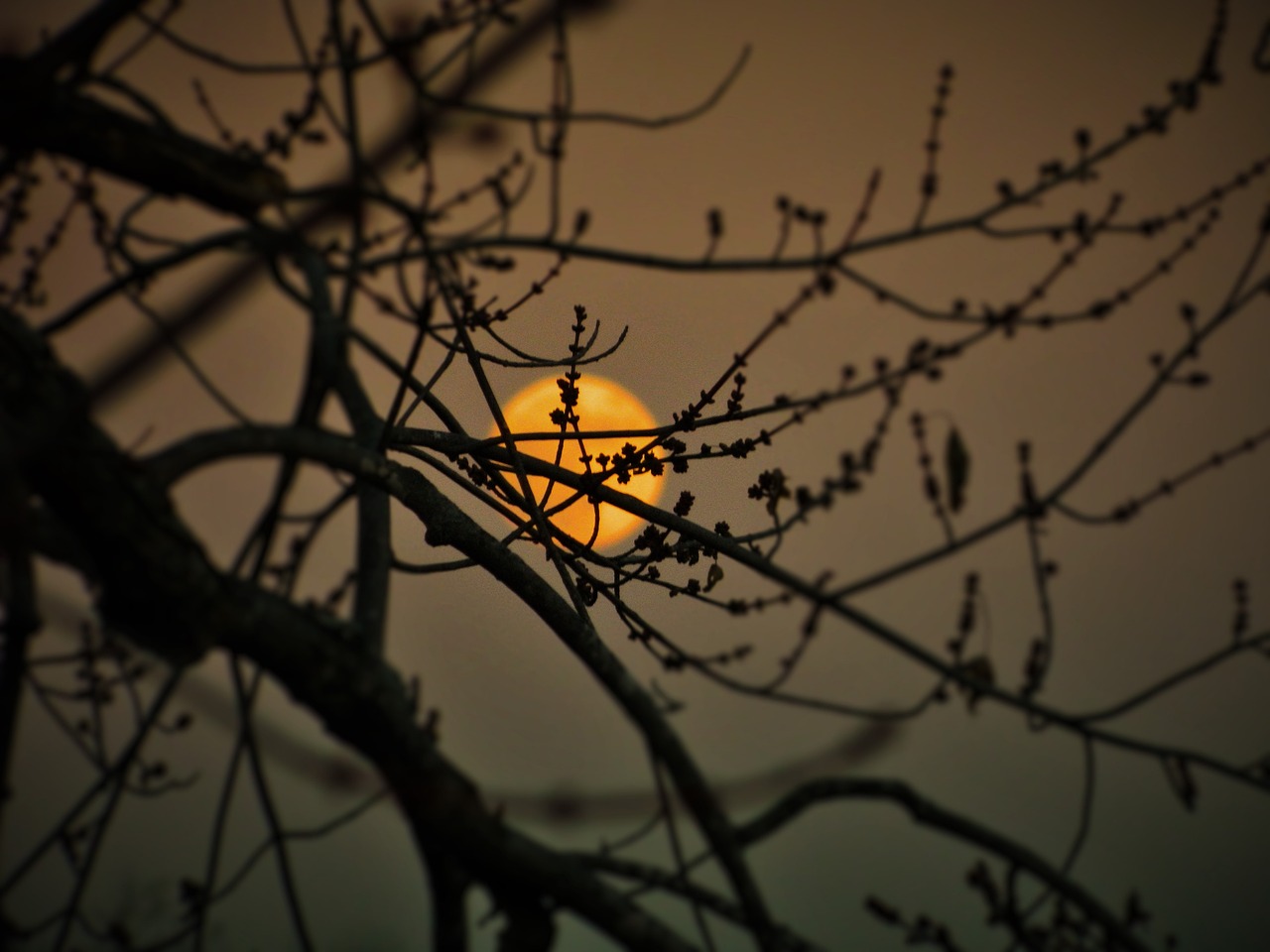 斗魚,直播風潮下的璀璨明星舞臺