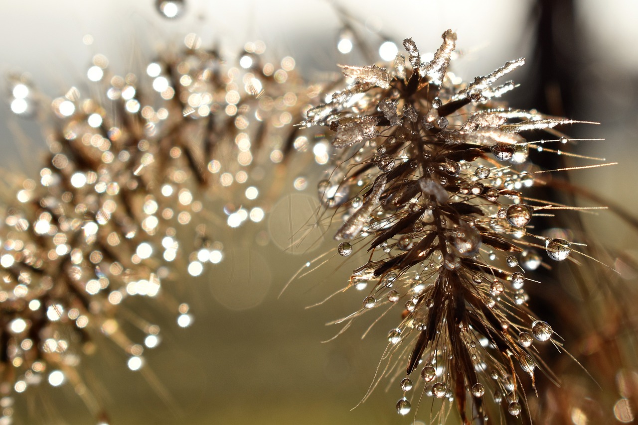 寒露時節(jié)，秋意濃重露凝寒