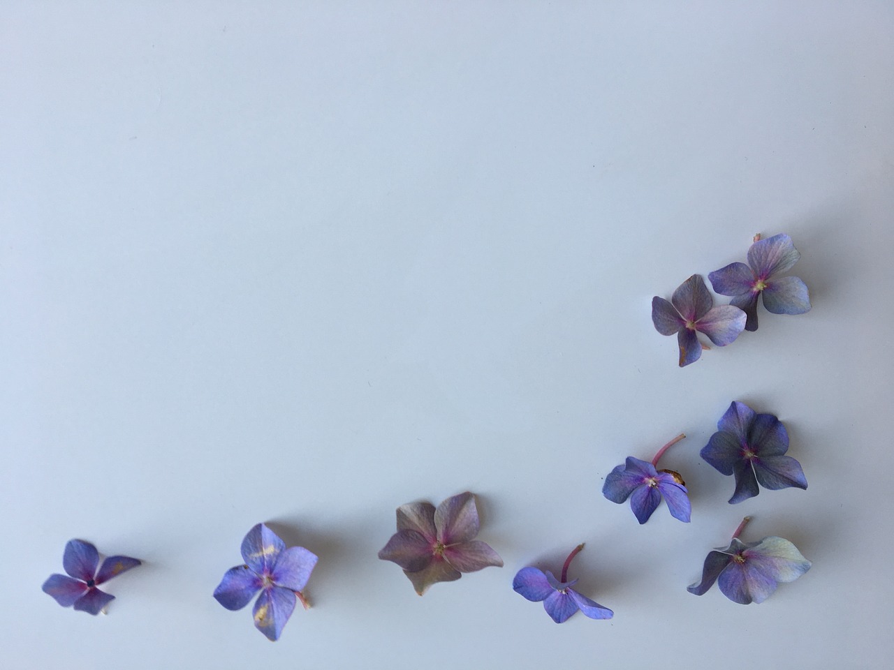 王思聰,獨樹一幟的商業巨子與娛樂界的璀璨明星