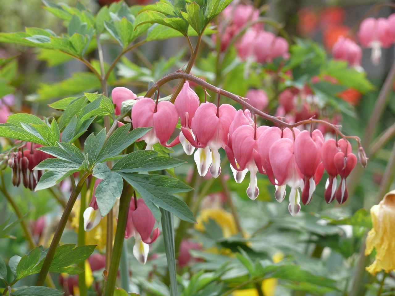 大梅傳奇,傲骨凌霜之美
