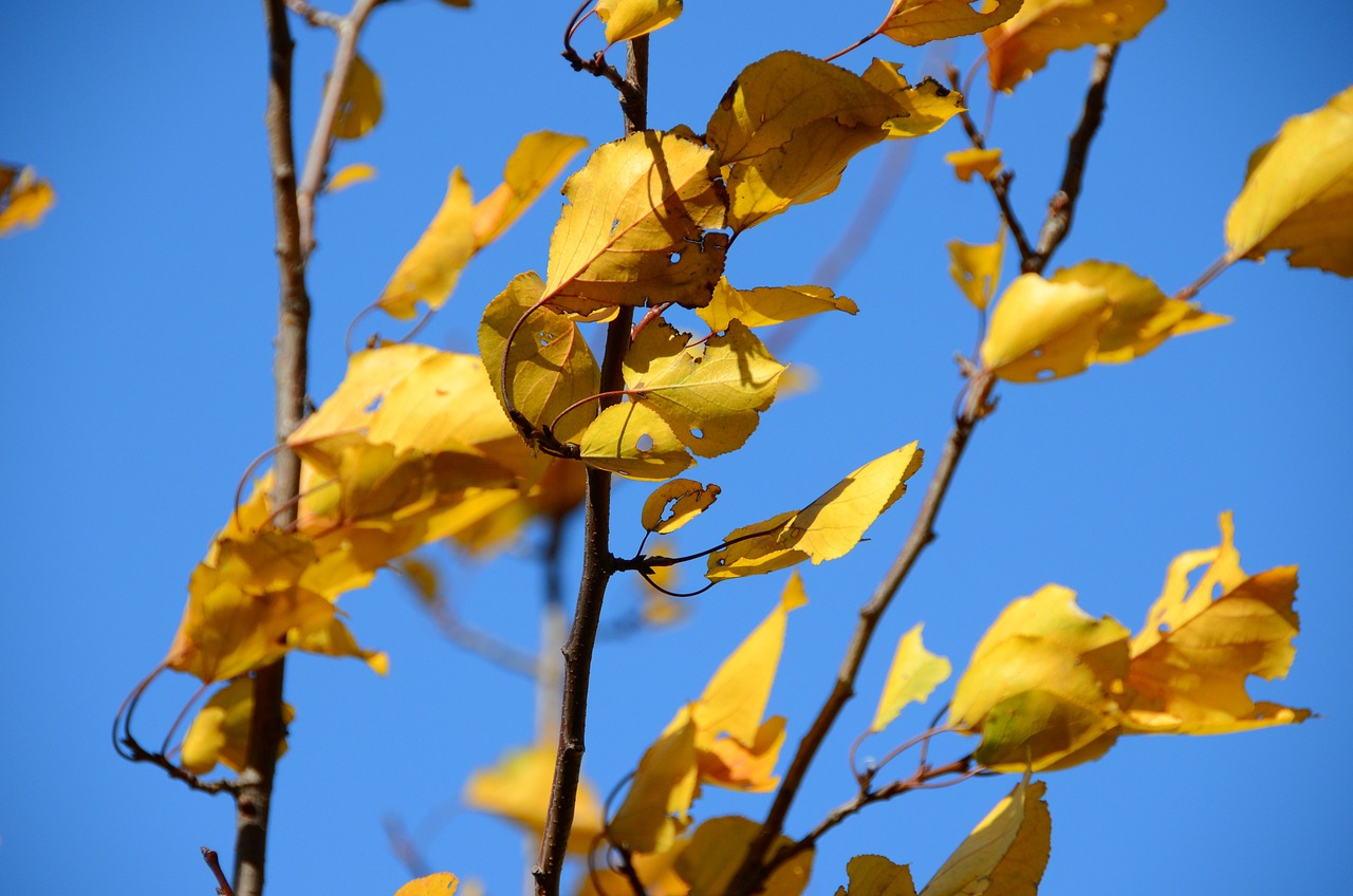 井陘際華水岸最新動態,發展概況、進展與未來展望