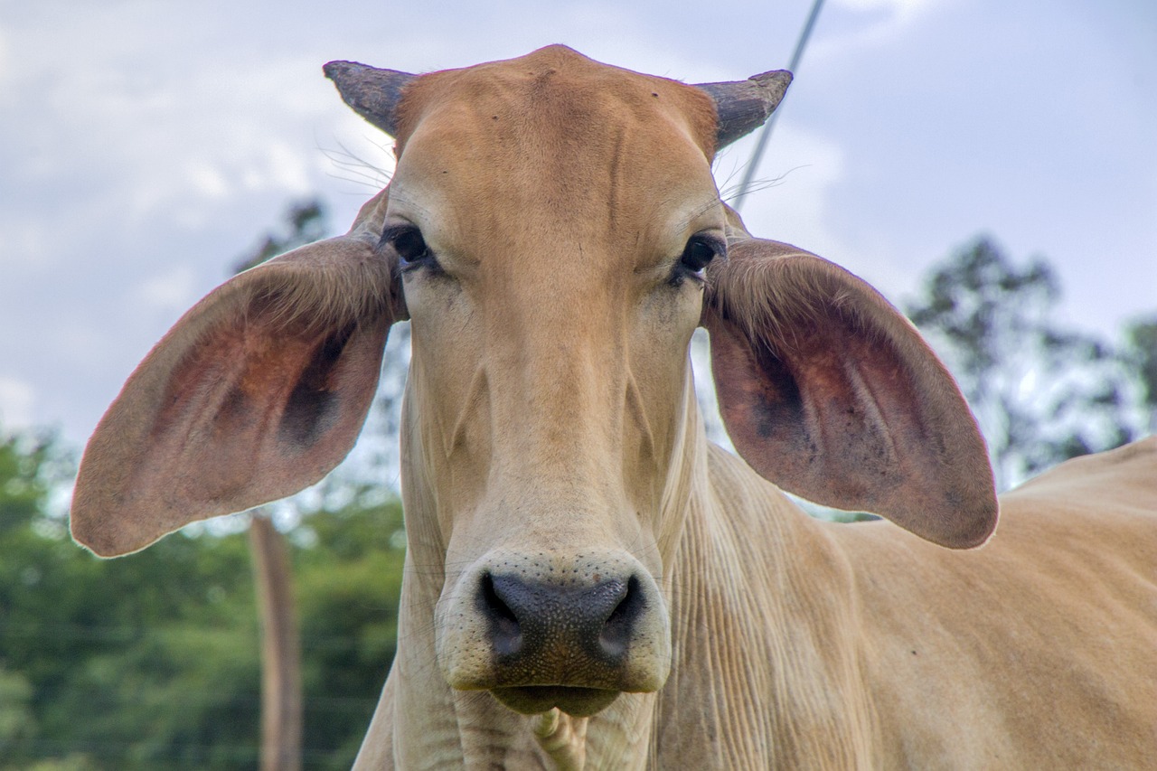 動物新聞最新,動物新聞最新