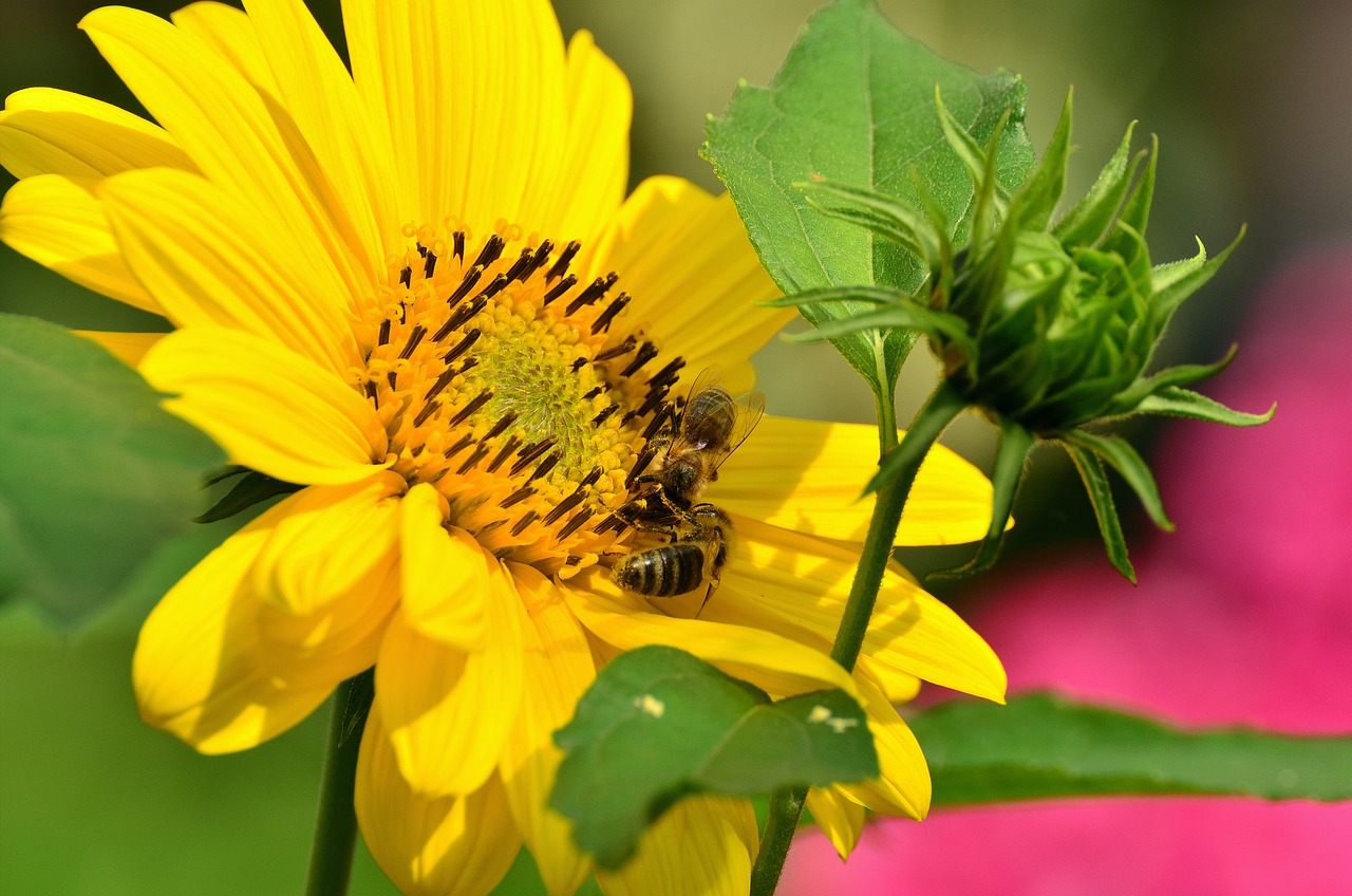 春暖花開cc最新地址,春暖花開cc最新地址探索與發(fā)現(xiàn)