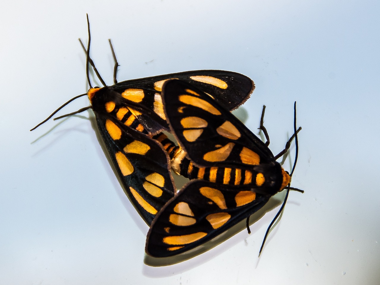 面粉最新價格及動態分析概覽