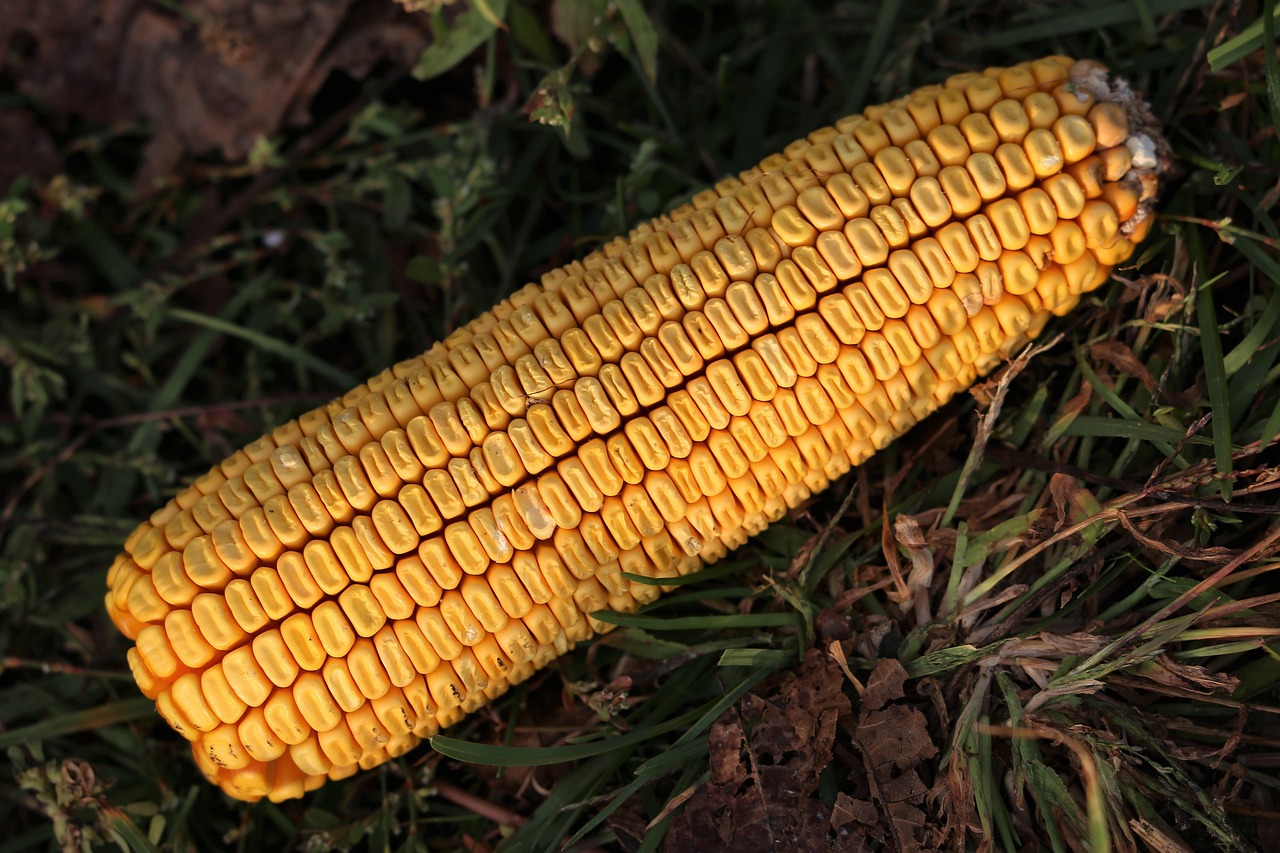 山西玉米價格最新動態更新