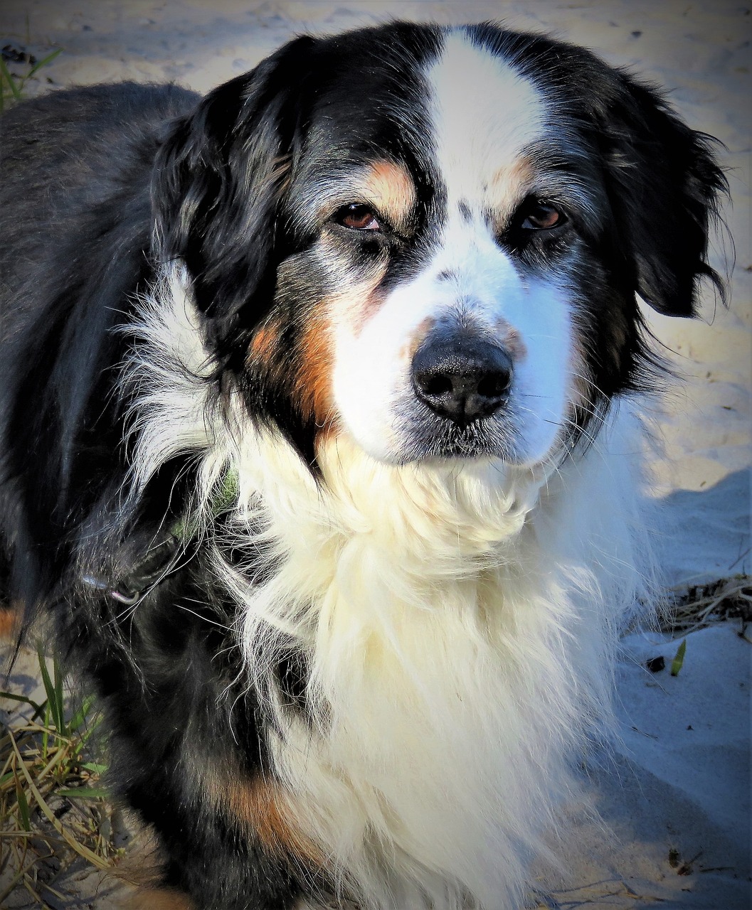 2024新澳精準資料免費提供下載_中師簡介_桌面款AFE81.85.59