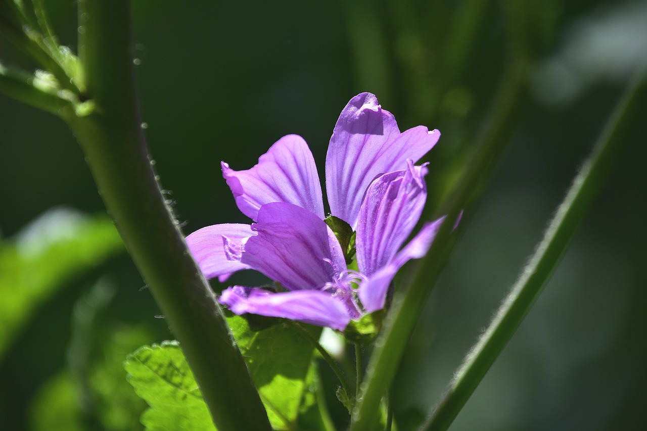 連翹敗毒丸最新應用與研究動態