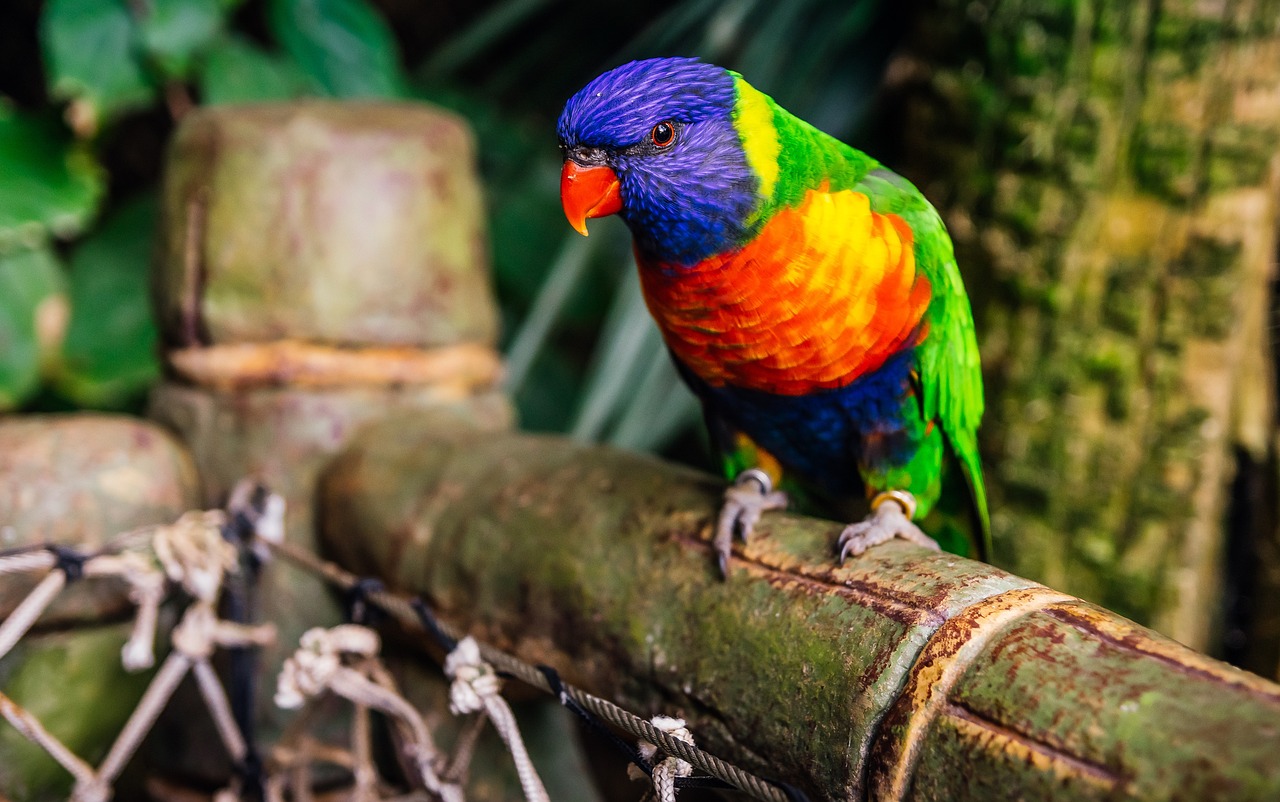 2024年新澳門天天彩開彩結(jié)果_動態(tài)解讀分析_愉悅版VAS71.58.71