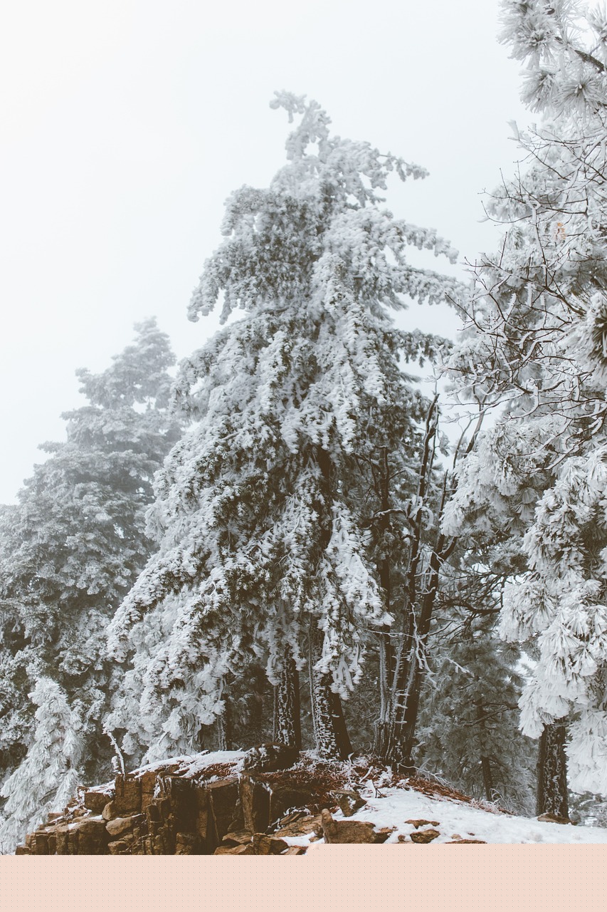 日照港集團(tuán)最新動(dòng)態(tài)更新