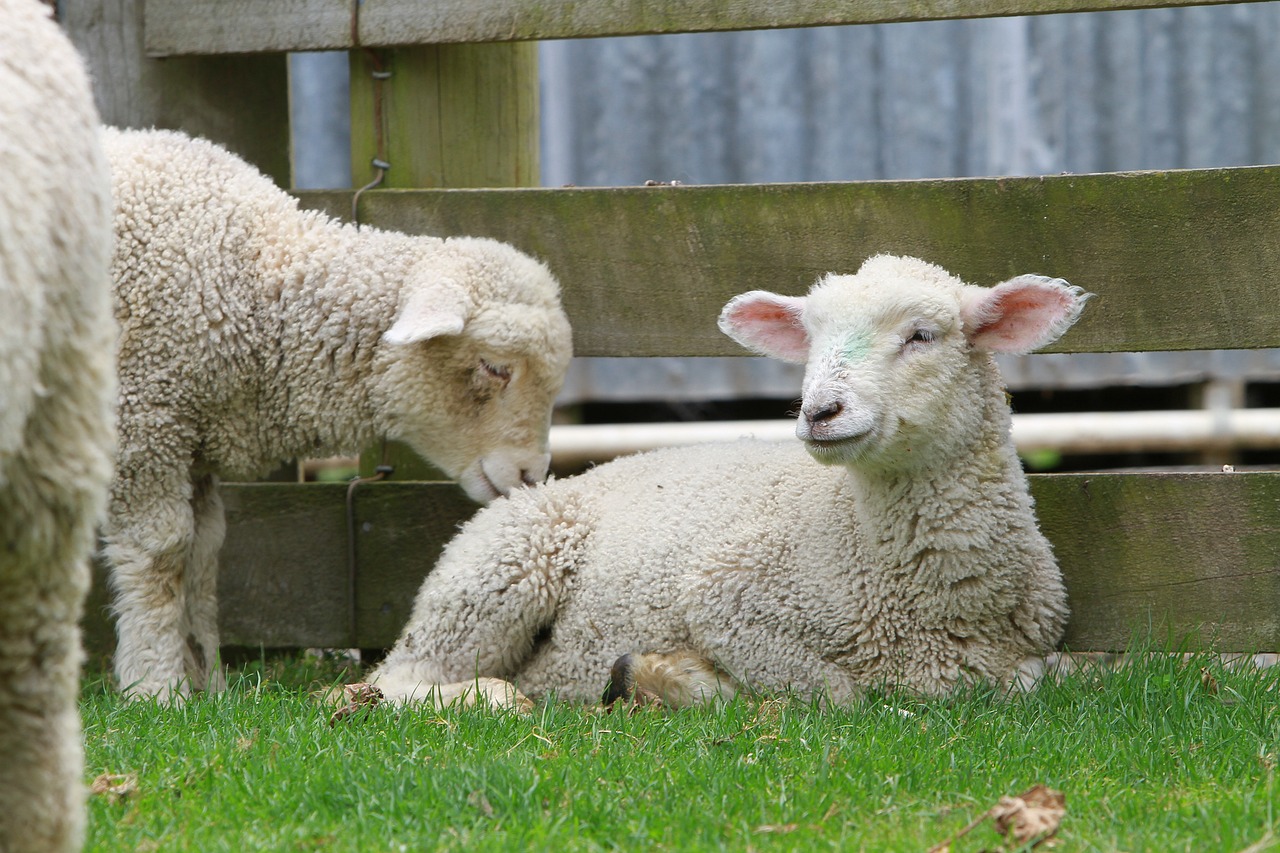 四不像今晚必中一肖,互動性策略設計,環境版4457.2181