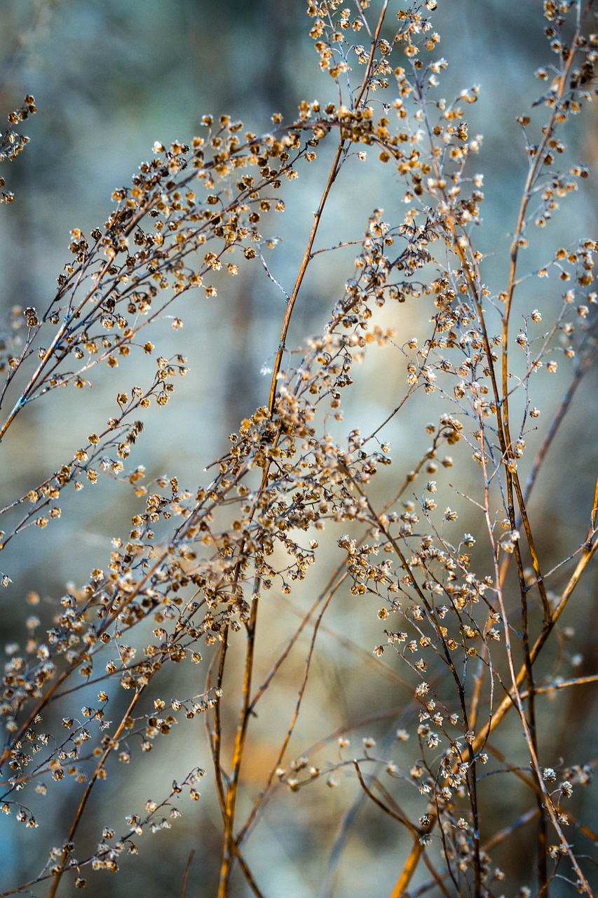 連翹最新價(jià)格走勢及分析概覽