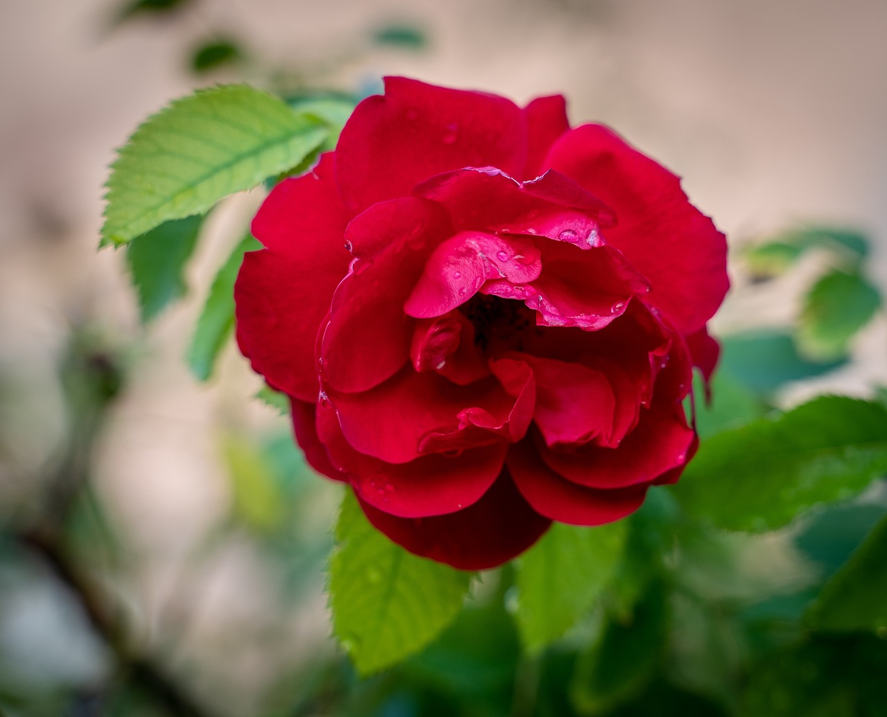 桃花最新章節(jié),青春命運(yùn)交織綻放篇章