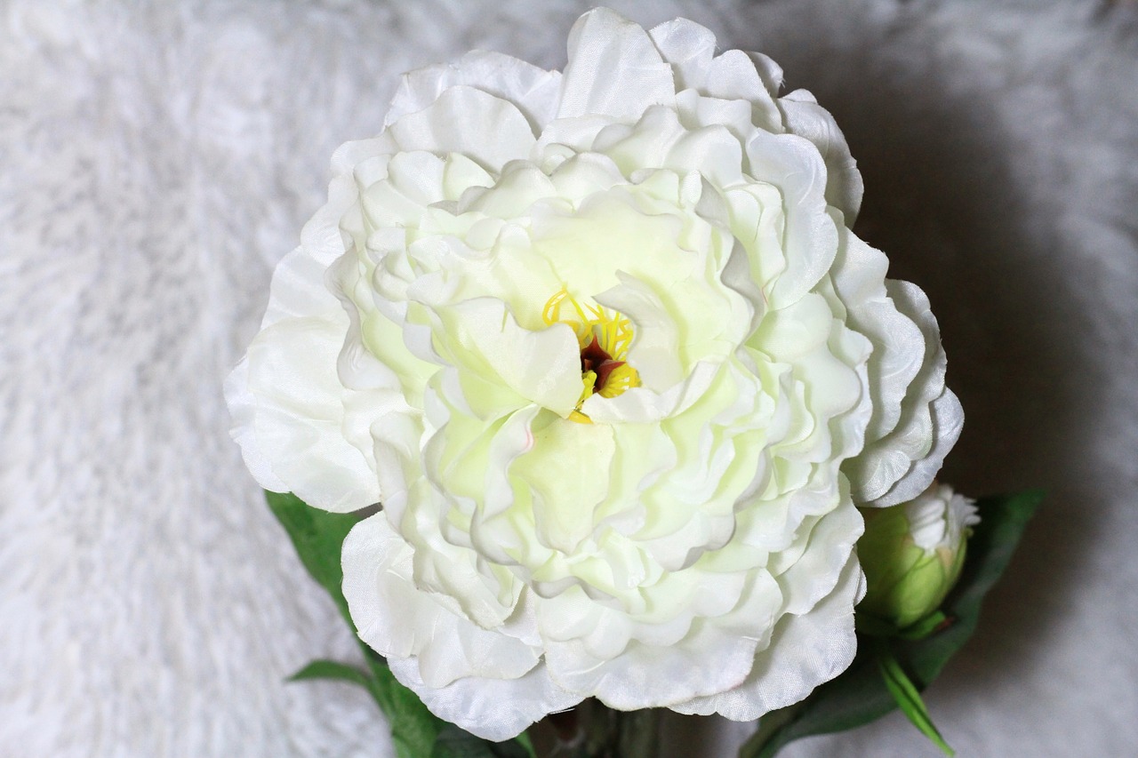 肥鄉房子最新動態更新,最新房產消息速遞