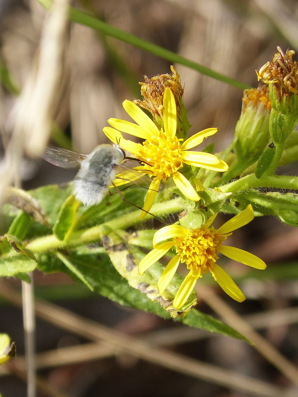 吳茱萸最新價格大全,最新價格表匯總