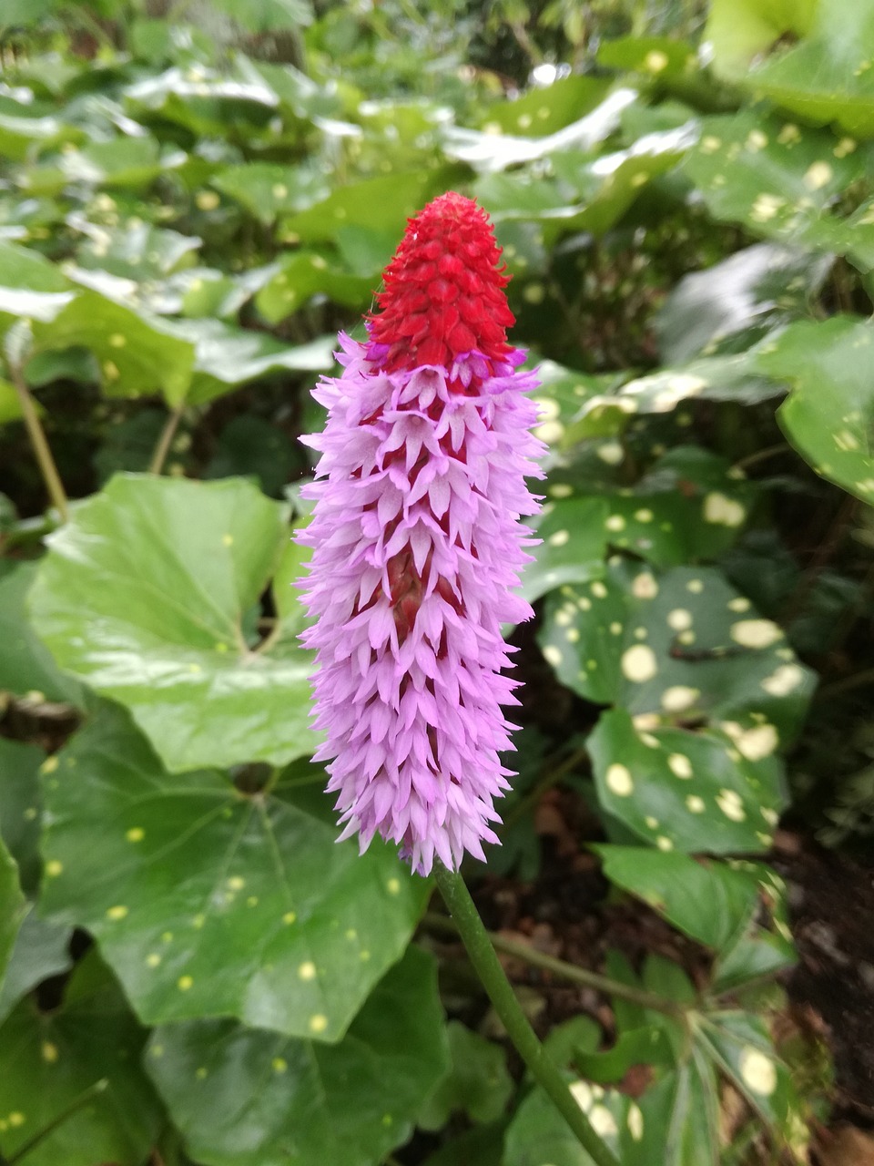 淇縣中山花園最新動(dòng)態(tài)揭秘,最新進(jìn)展與資訊更新