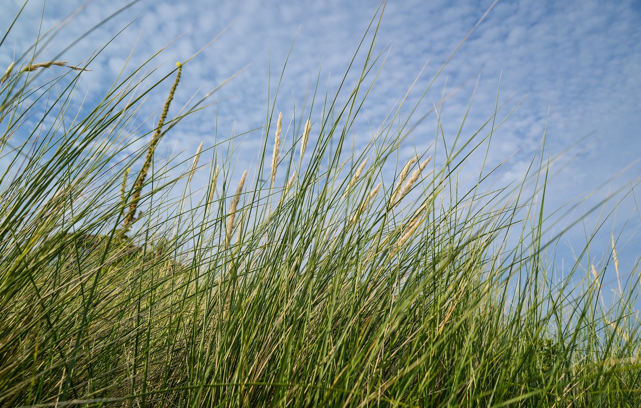 蒼山蒜苔價格行情最新更新