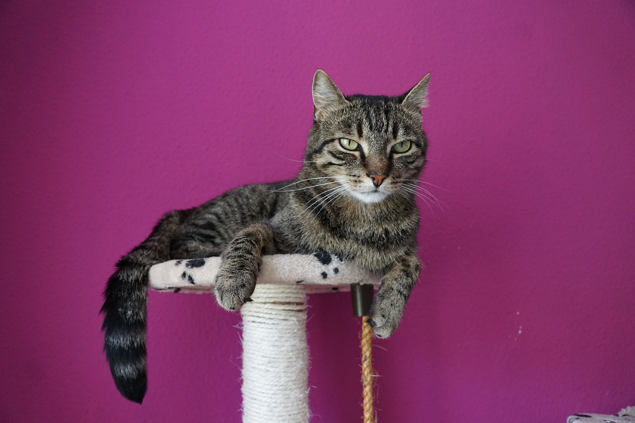 新澳門今晚必開一肖一特,動態數據觀察_移動客戶端55.46.24