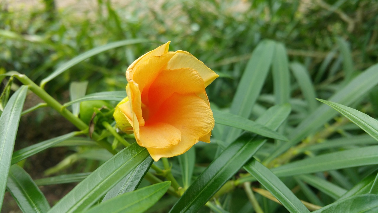 未來三年法桐行情展望與分析