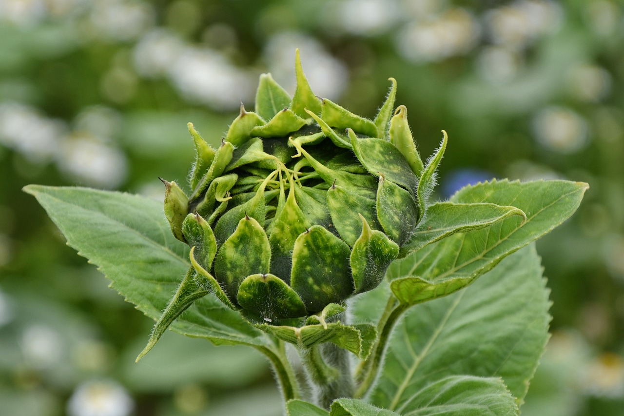 2016年甜葉菊行情概覽