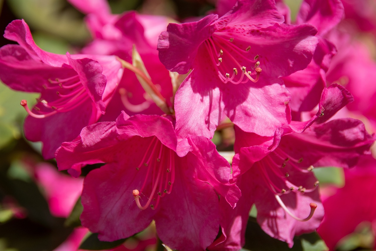 重慶江津區(qū)最新發(fā)展動態(tài)概述