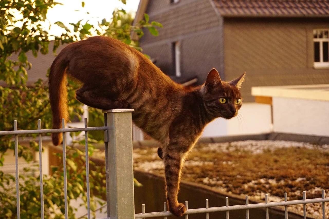 明星寵物風采，星光熠熠下的寵物生活