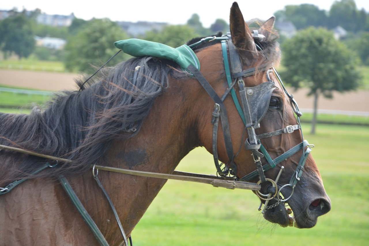 石嘴山最新動(dòng)態(tài)與資訊更新