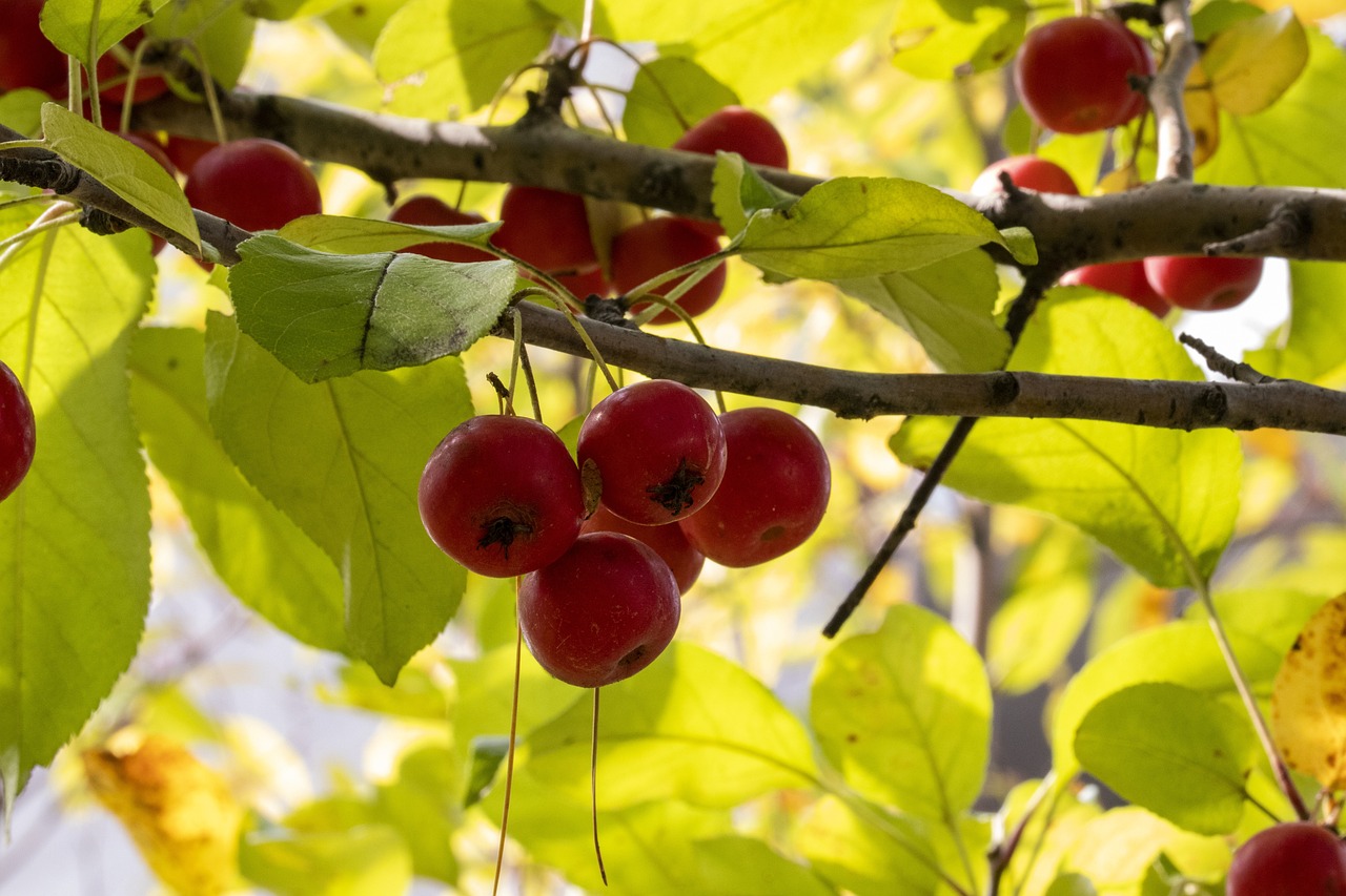 惠州中洲天御最新動態更新