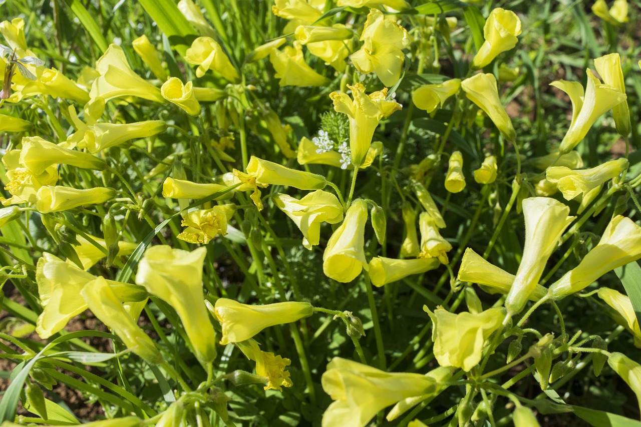 2017年蒜苗行情預(yù)測分析