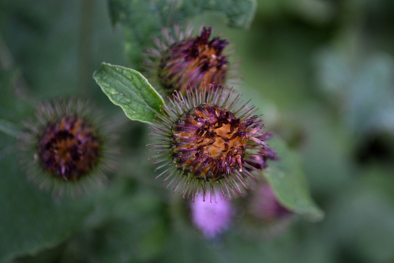 小池濱江新區最新發展動態概述