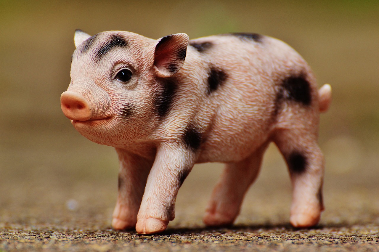 最新豬肉價格動態(tài)分析與趨勢預(yù)測