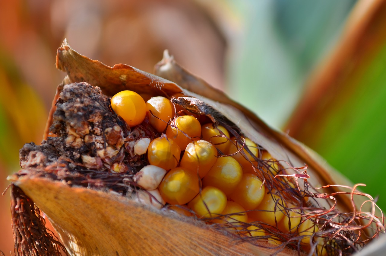 玉米棒價格最新動態(tài)更新